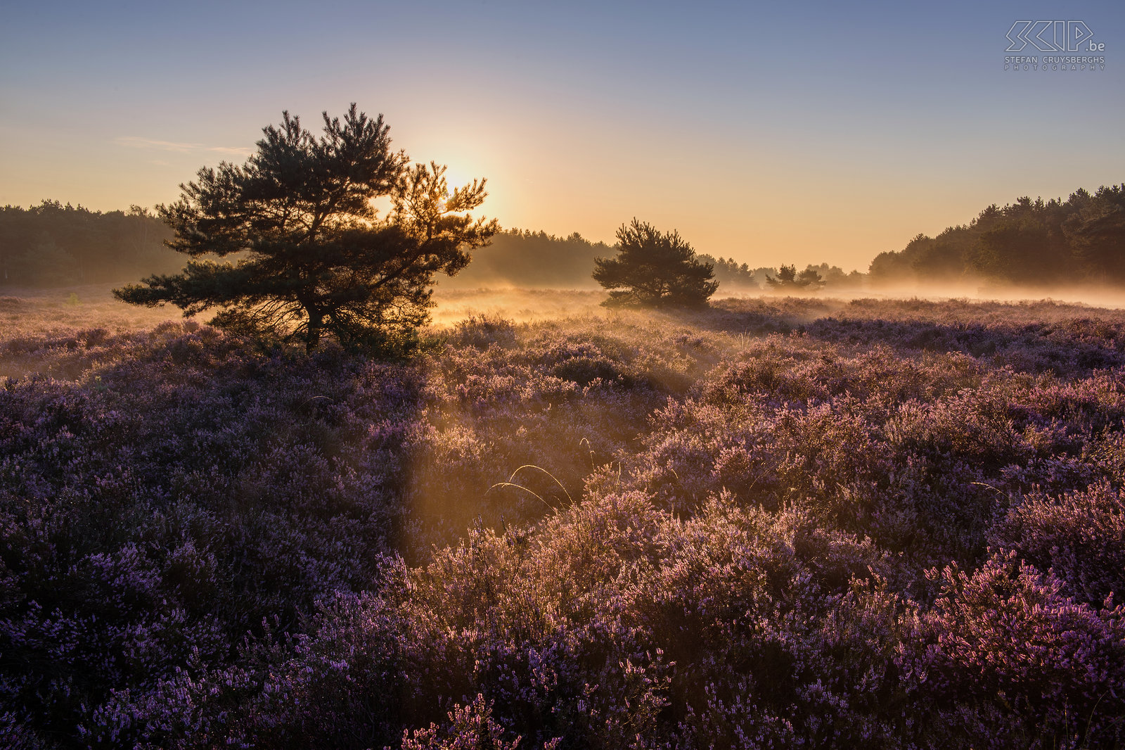 Blooming heathland - Blekerheide The most interesting time for landscape photographers in my home region the Kempen is definitely the blooming period of the heather in late August. This year it was a two weeks earlier than other years. I woke up early multiple times to photograph the sunrise at the heathlands of the Blekerheide and the Heuvelse heide in my hometown Lommel.<br />
 Stefan Cruysberghs